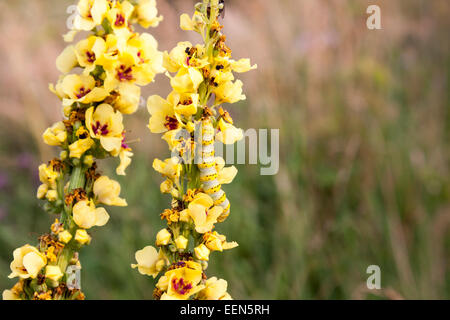 Gestreifte Lychnis Raupe der Motte, Shargacucullia Lychnitis, Verzehr Pflanze dunkle Königskerze, Verbascum Nigrum. Stockfoto