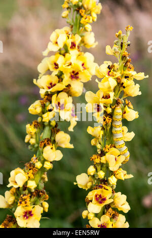 Gestreifte Lychnis Raupe der Motte, Shargacucullia Lychnitis, Verzehr Pflanze dunkle Königskerze, Verbascum Nigrum. Stockfoto