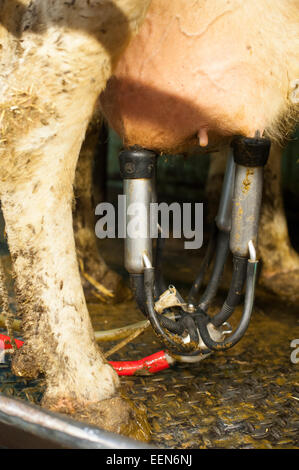 Kühe in einer Milch-Stube auf einem Bauernhof von Shropshire, England, UK. Stockfoto