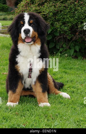 Berner Sennenhund Welpe Sitzt Auf der Wiese Stockfoto