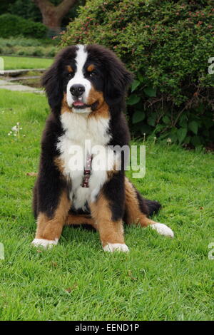 Berner Sennenhund Welpe Sitzt Auf der Wiese Stockfoto