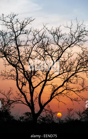 Sonnenuntergang über der Savanne, Burkina Faso. Stockfoto