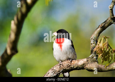 Rose breasted Kernbeißer (männlich) Vogel auf Barsch im Frühjahr. Stockfoto