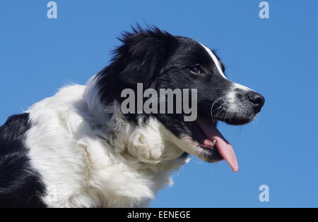 Junger Border Collie Portrait von der Seite am Blauen Himmel Stockfoto