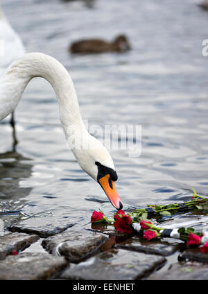 Swan schnüffeln an der roten Rosen. Stockfoto