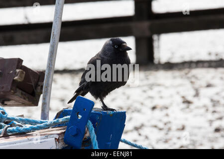 Ein Rabe Corus Corax mit einem Bein Stand auf einem blauen Pfosten im Schnee. Stockfoto