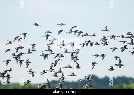 Eine Herde von schwarzen tailed Uferschnepfe im Flug, RSPB Titchwell Marsh, Norfolk, Großbritannien Stockfoto