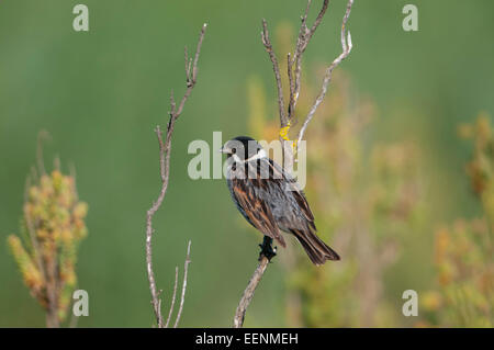 Eine männliche Reed Bunting gehockt Küsten Peeling, Titchwell Marsh, Norfolk, Großbritannien Stockfoto