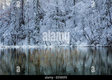 Schneebedeckte Bäume wunderschön in Ungefroren Winter Lake widerspiegelt. Stockfoto