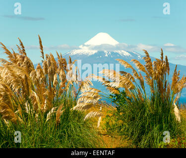 Amber Waves von Osorno Stockfoto