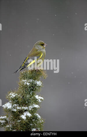 (Europäische) Grünfink, Zuchtjahr Chloris, auf schneebedeckte Wacholder Busch Stockfoto