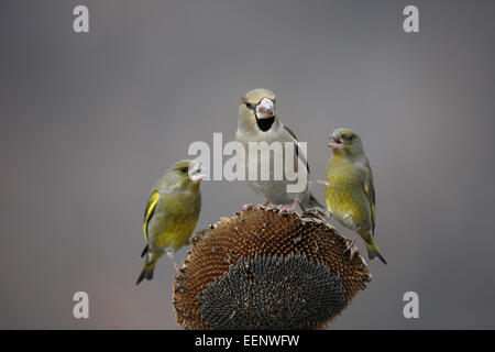 Kernbeißer Coccothraustes Coccothraustes auf Sonnenblume mit europäischen Grünfinken Stockfoto