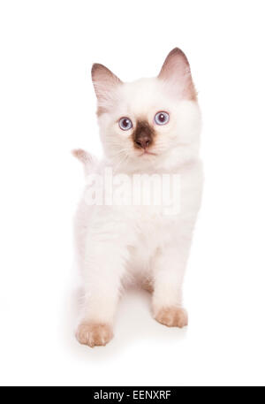 Ragdoll Kätzchen sitzt in einem studio Stockfoto