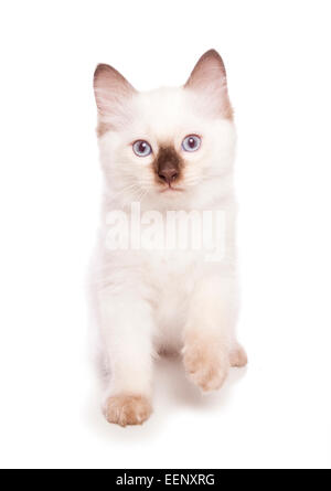 Ragdoll Kätzchen sitzt in einem studio Stockfoto