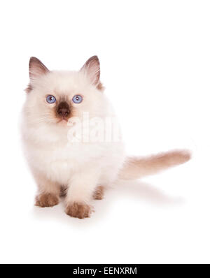 Ragdoll Kätzchen sitzt in einem studio Stockfoto