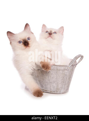 zwei Ragdoll Kätzchen in einen Bad-Studio-Ausschnitt Stockfoto