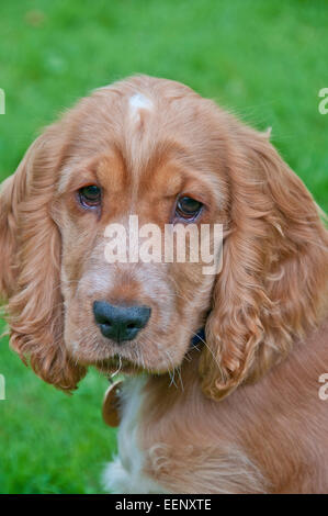 Goldene Cocker spaniel Stockfoto
