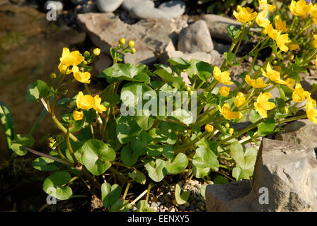 Marsh Marigold an den Rand des Wassers im Teich gepflanzt.  Ein walisischer Garten im Frühjahr. Stockfoto