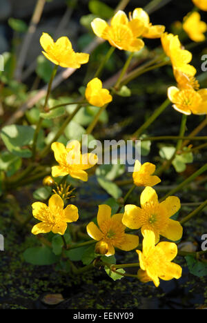 Sumpfdotterblumen blühen in einem walisischen Garten im Frühjahr. Stockfoto