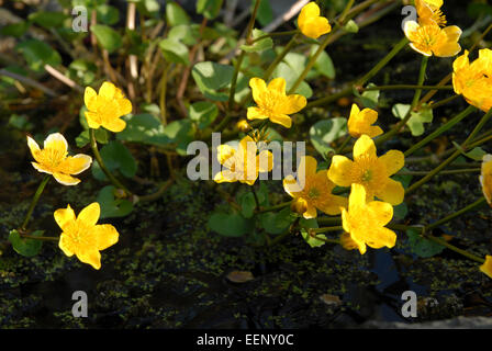 Sumpfdotterblumen blühen in einem walisischen Garten im Frühjahr. Stockfoto