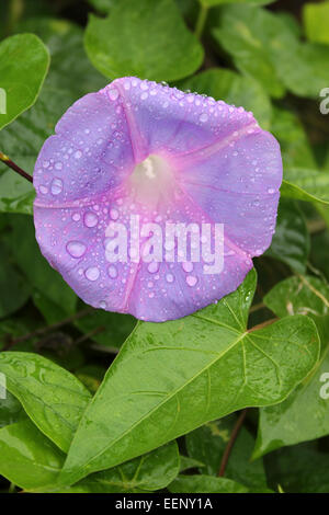 Morning Glory In Regentropfen bedeckt Ipomoea sp. Stockfoto