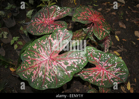 Elefanten Ohr verlässt (aka Engel Flügel Herz Jesu) Fancy-leaved Caladium sp. Stockfoto