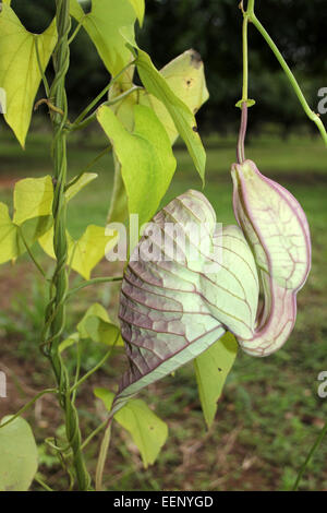 Dutchman's Pipe Aristolochia Trilobata lokal bekannt als "Contribo" Stockfoto