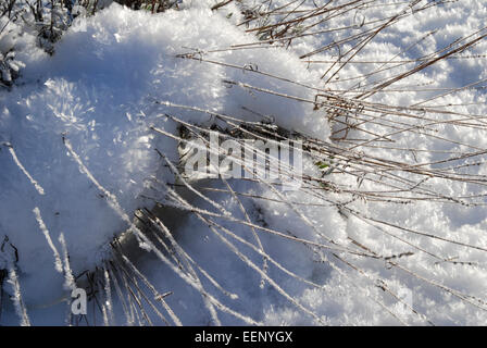 Schnee ließ sich auf eine Lavendelpflanze im Winter in einem UK-Garten Stockfoto