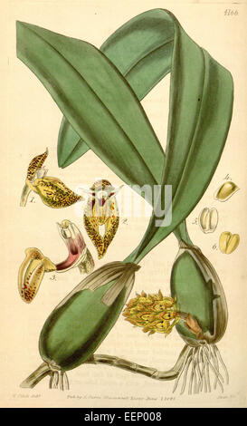 Bulbophyllum Careyanum (Schreibweise Bolbophyllum) - Curtis' 71 (ser. 3 Nr. 1) pl. 4166 (1845) Stockfoto