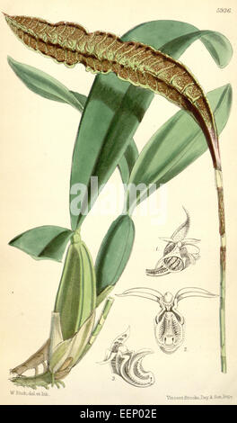 Bulbophyllum max. (als sy Megaclinium Purpuratum) - Curtis' 97 (ser. 3 No. 27) pl. 5936 (1871) Stockfoto