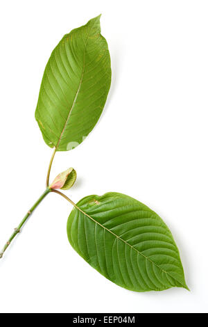 Mitragyna Speciosa, Kratom Blatt Stockfoto