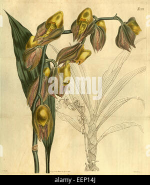 Catasetum macrocarpum, ursprünglich als C. tridentatum klassifiziert, ist eine Orchideenart, die 1825 in Curtis' Botanical Magazine dargestellt wurde. Es ist bekannt für seine großen, markanten Blüten und seine unverwechselbare Form. Stockfoto