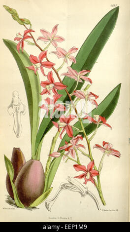 Cochlioda Rosea (als Odontoglossum Roseum) - Curtis' 100 (ser. 3 Nr. 30) pl. 6084 (1874) Stockfoto