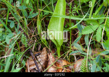 Der Addierer Zunge Farn, UK Stockfoto