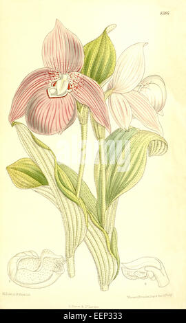 Cypripedium macranthos, auch bekannt als Cypripedium speciosum, ist eine Orchideenart, die 1911 in Curtis' Botanical Magazine dargestellt wurde. Diese Art wird für ihre großen, markanten Blüten bewundert und ist in Nordamerika beheimatet, oft in feuchten Wäldern und Wiesen. Stockfoto