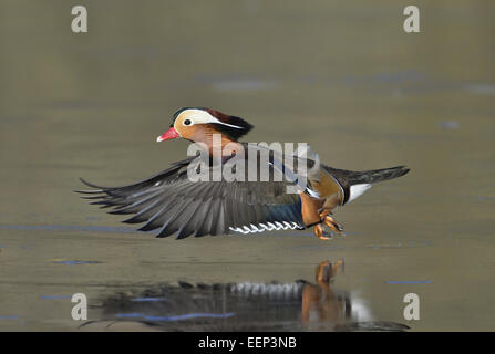 Mandarinenten - Aix Galericulata - männlich Stockfoto