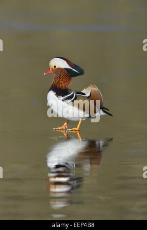 Mandarinenten - Aix Galericulata - männlich Stockfoto