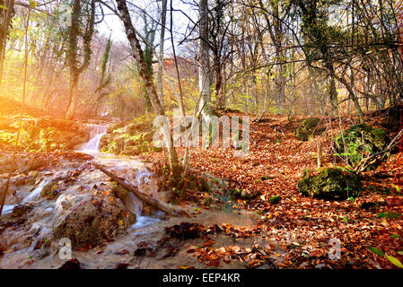 Bach im Herbstwald Berg bei Sonnenaufgang Stockfoto