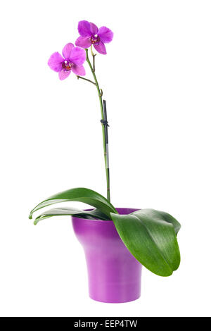 Blühender Zweig der Fuchsia Orchidee in lila Blumentopf isoliert auf weißem Hintergrund. Closeup. Stockfoto