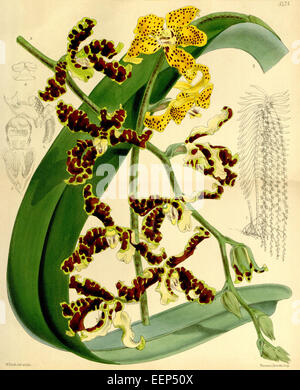 Dimorphorchis Lowii (Renanthera Lowii) - Curtis' 90 (ser. 3 Nr. 20) pl. 5475 (1864) Stockfoto