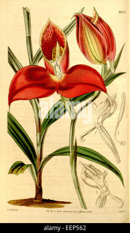 DISA Uniflora (als Disa Grandiflora) - Curtis' 70 (N.S. 17) pl. 4073 (1844) Stockfoto