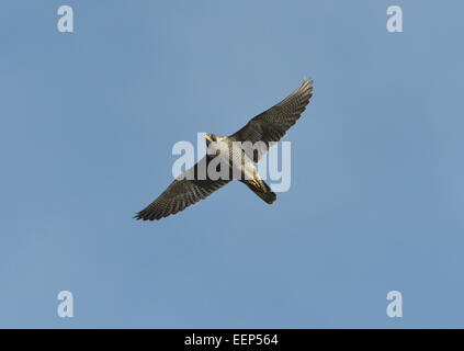 Peregrine - Falco peregrinus Stockfoto