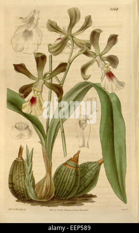 Encyclia cordigera, früher Epidendrum macrochilum genannt, ist eine Orchideenart, die in Curtis' Botanical Magazine, Platte 3534 (1836) dokumentiert ist. Sie ist in Mittelamerika beheimatet und hat markante, duftende Blüten. Stockfoto
