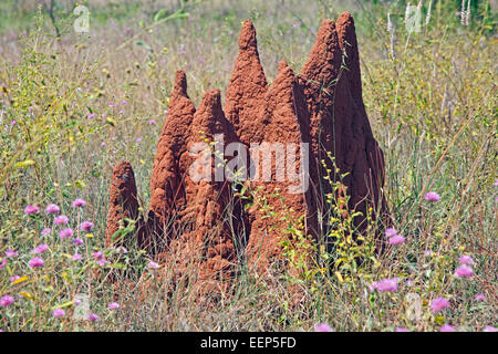 Termite Hügel im australischen Outback, Northern Territory, Australien Stockfoto