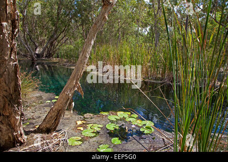 Bitter Springs Thermalbecken in der Elsey National Park in der Nähe von Mataranka, Northern Territory, Australien Stockfoto