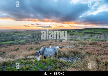 Moorland Ponys Weiden auf Caradon Hill in der Nähe von den Schergen auf Bodmin Moor in Cornwall Stockfoto
