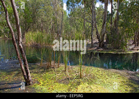 Bitter Springs Thermalbecken in der Elsey National Park in der Nähe von Mataranka, Northern Territory, Australien Stockfoto