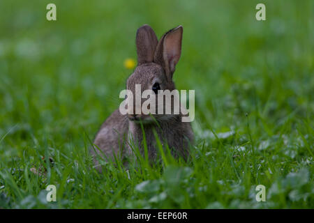 Junges Wildkaninchen Oryctolagus cubiculus Stockfoto