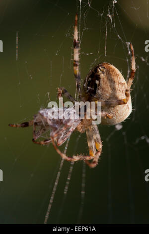 Gartenkreuzspinnen / Araneus Diadematus / Kreuz Orbweaver [Araneus Diadematus] Stockfoto