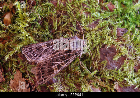 Gefiederten gotische Moth - Tholera decimalis Stockfoto